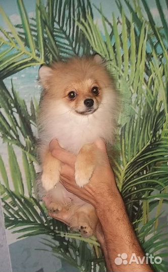 Девочка 4,5 месяца Померанский шпиц
