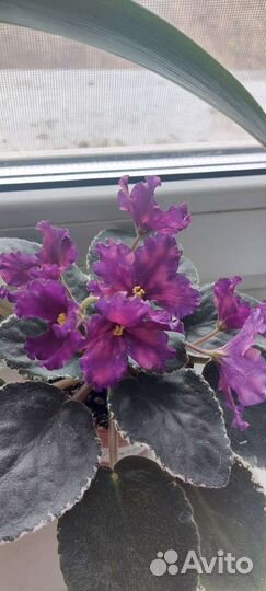 Фиалки сортовые разные