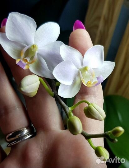 Орхидея фалинопсис Хатуюки