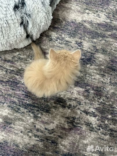 Мальчик ищет хозяев