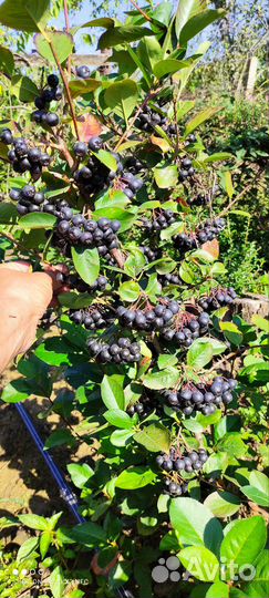 Черноплодная рябина