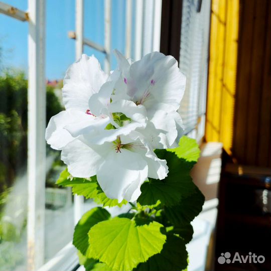Пеларгония королевская белая