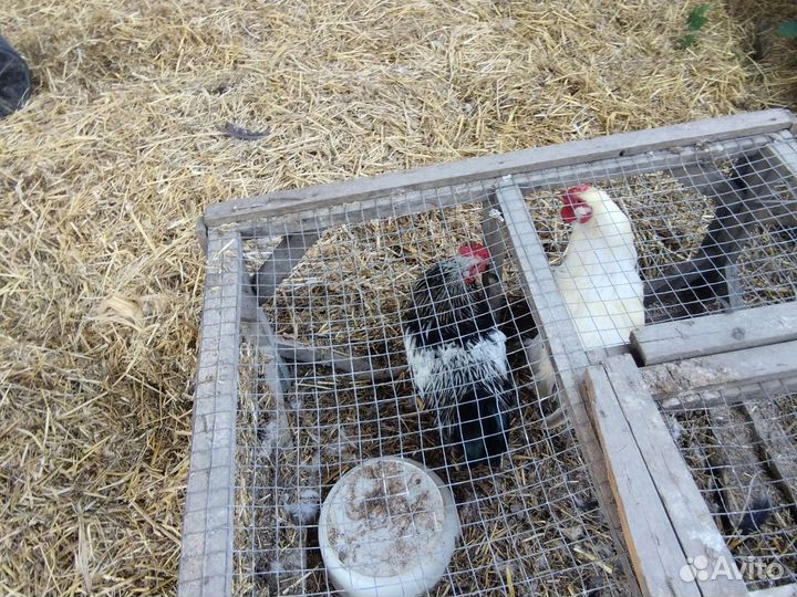 Петушки молодые