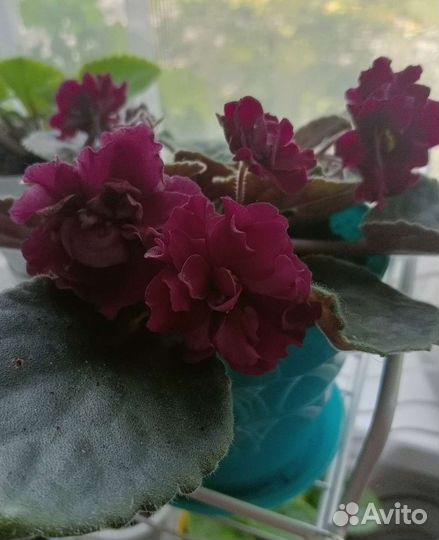 Фиалки сортовые