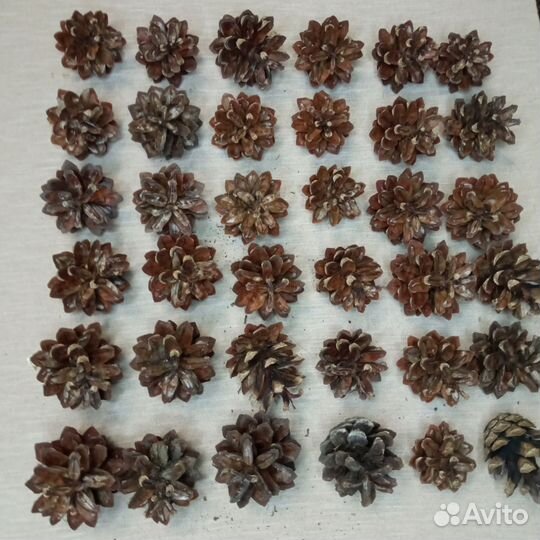 Шишка для творчества поделок