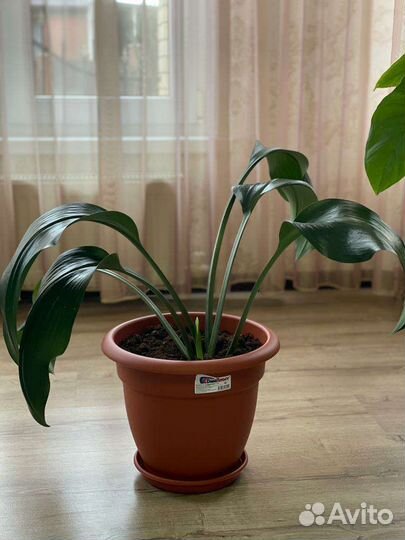 Монстера и эухарис