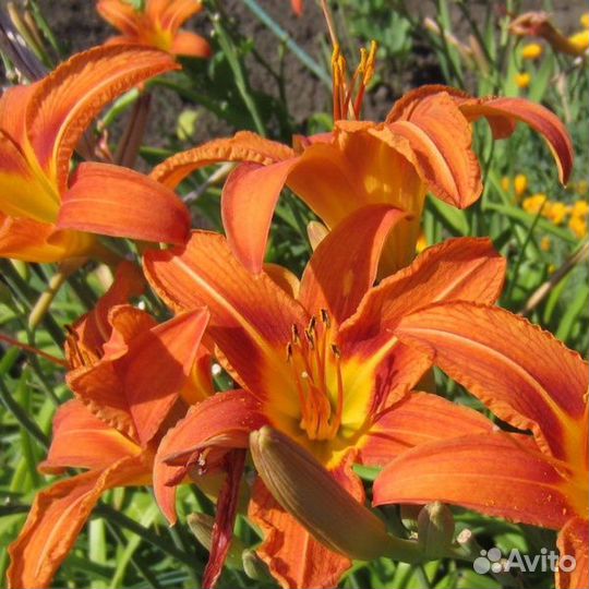 Многолетние садовые цветы