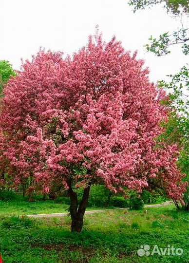 Яблоня недзвецкого