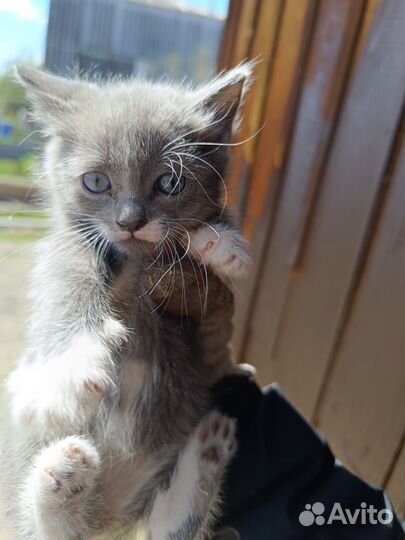 Котята отдам