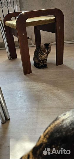 Бенгальские котята