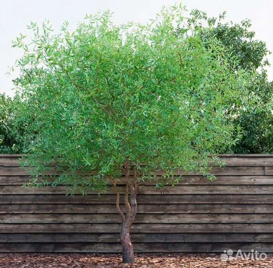 Ива извилистая