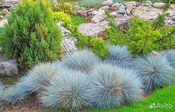 Овсяница сизая