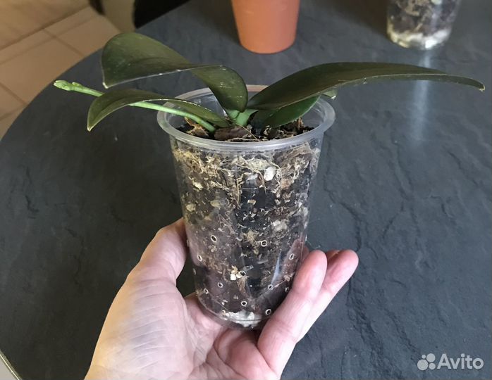 Орхидея, Phalaenopsis