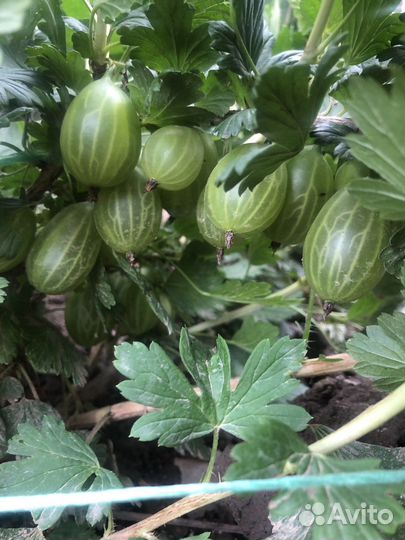 Крыжовник Орфей