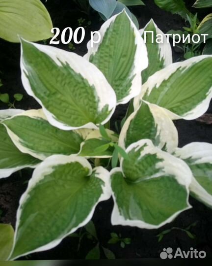 Хоста тенелюбивый многолетник