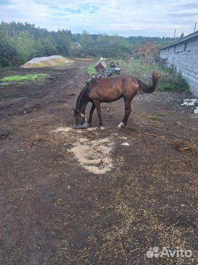 Продам лошадь