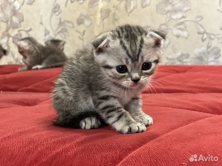 Шотландские вислоухие