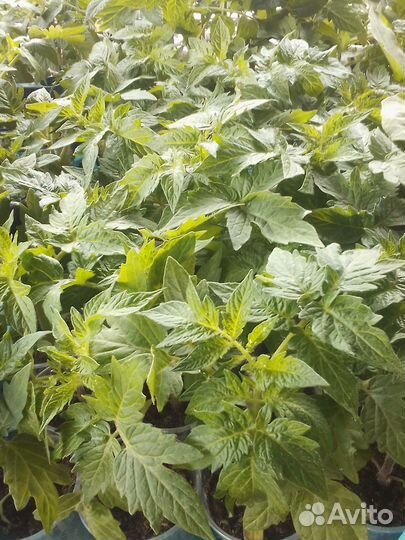 Рассада. Помидоров. Перца. Баклажан