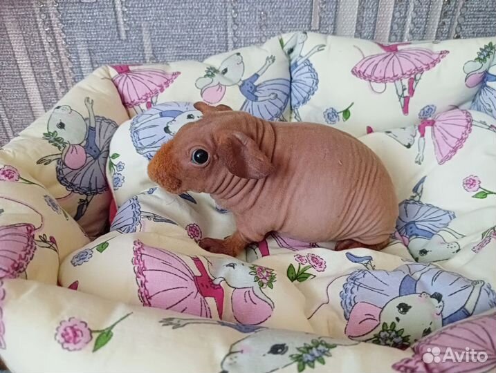 Морская породистая свинка скинни