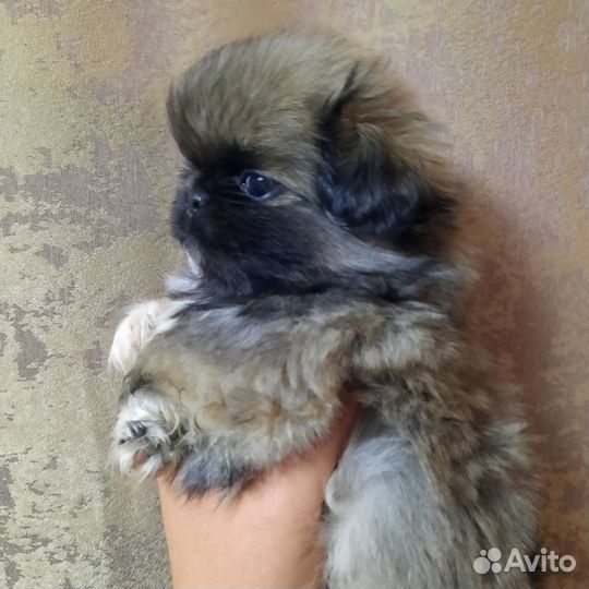 Щенки пекинеса