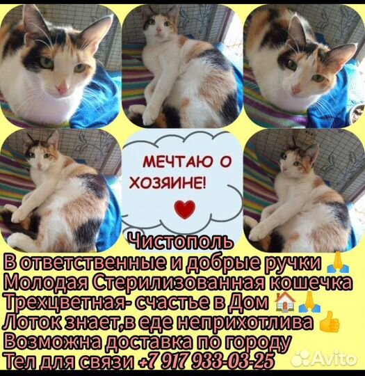 Домашние животные