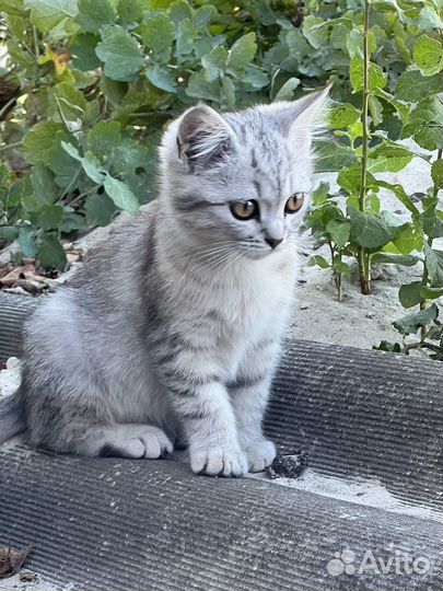 Кошка