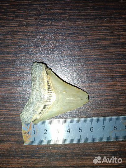 Зуб мегалодон