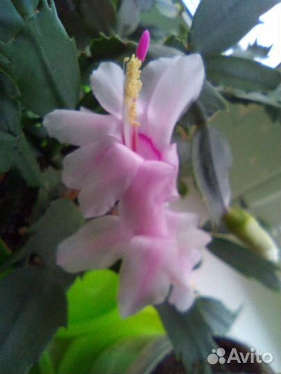 Декабрист белый