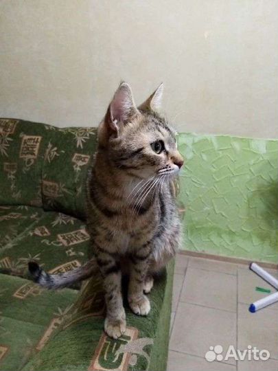 Потерялась кошка