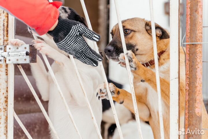 Не большой пёсик ищет дом