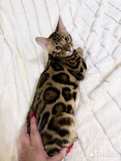 Бенгальский мальчик