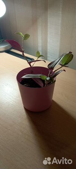 Традесканция