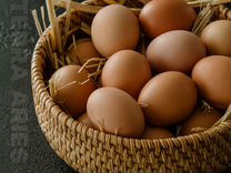 Инкубационное яйцо(бройлер, утка, индюк, несушка)