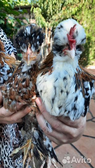 Бентамка инк. яйцо