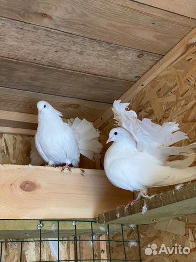 Голуби павлины