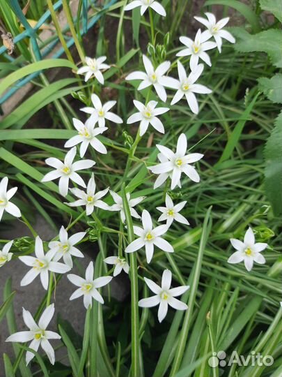 Птицемлечник