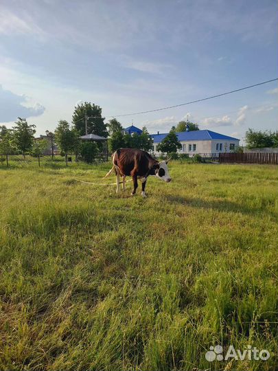 Корова стельная