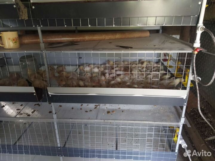 Клетка для бройлеров