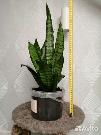 Сансевиерия