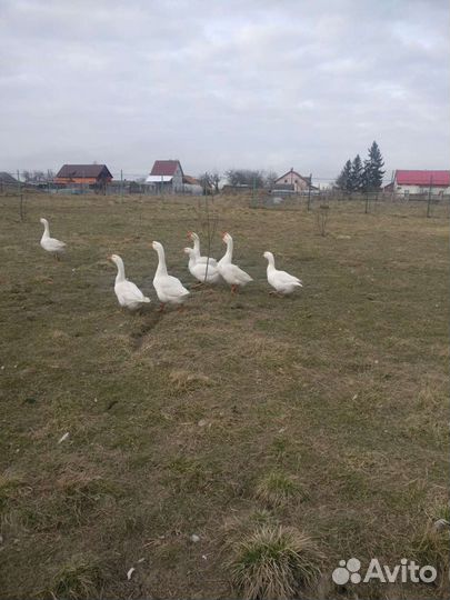 Инкубационное яйцо гусиное