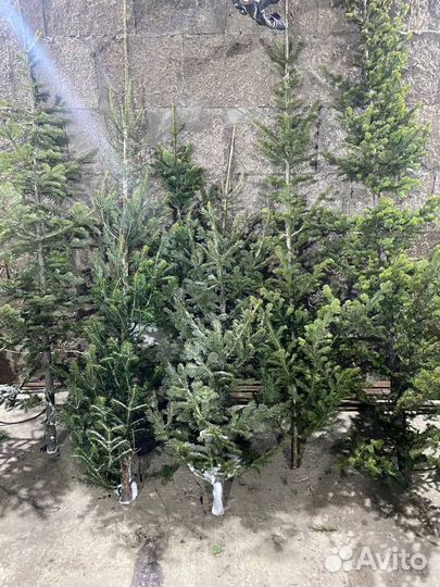 Елка пихта живая