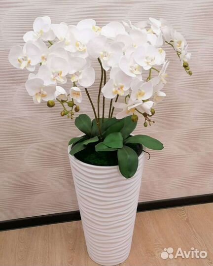 Орхидея фаленопсис