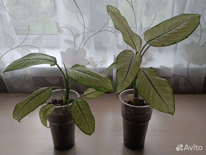 Комнатные растения цветы