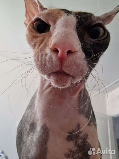 Донской сфинкс кошка ищет жениха