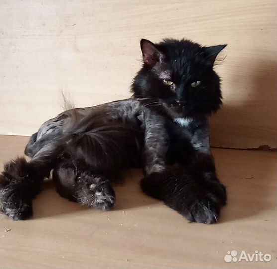 Отдам кота в добрые руки