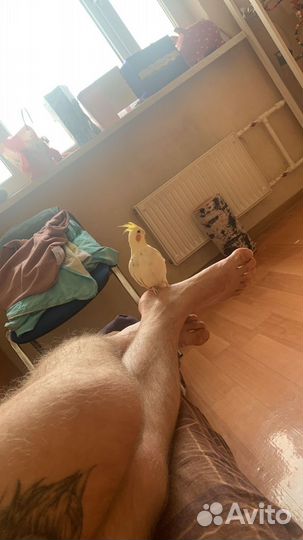 Продам 2-х птиц с клеткой