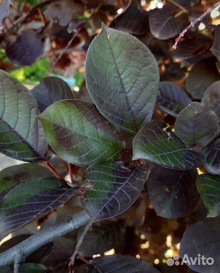 Черенки черемухи краснолистной