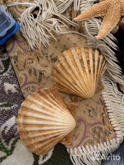 Морской набор - ракушки, еж, губка боб, патрики