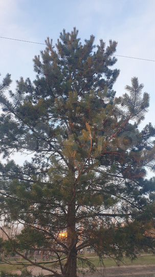 Участок 7,7 сот. (ИЖС)