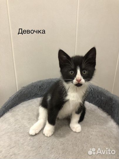Кошечка в добрые руки